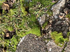 Bryophyta