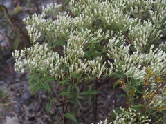 Eupatorium vaseyi