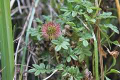 Acaena