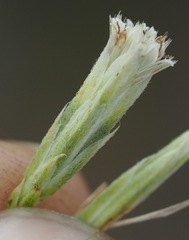 Eupatorium vaseyi