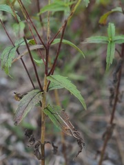 Eupatorium vaseyi