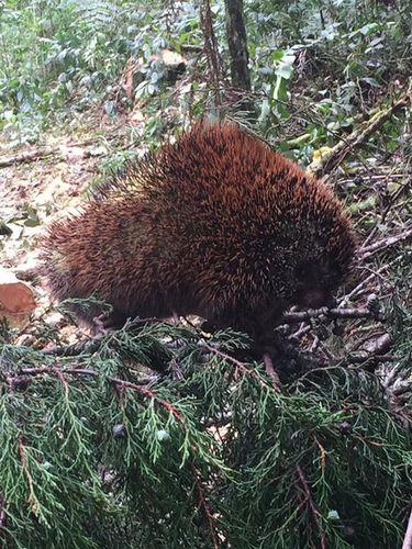 Short-tailed Porcupine