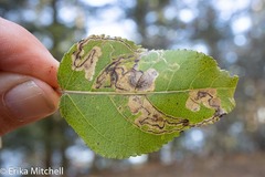 Stigmella populetorum