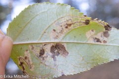 Stigmella populetorum