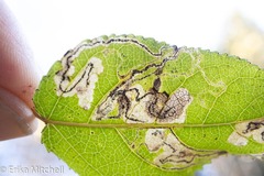 Stigmella populetorum