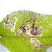 Stigmella salicis - Photo (c) Erika Mitchell, some rights reserved (CC BY-NC), uploaded by Erika Mitchell