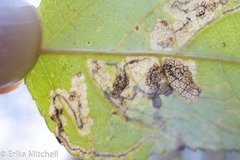 Stigmella populetorum