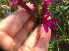 Lobelia × speciosa