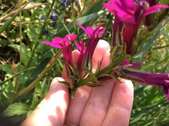 Lobelia × speciosa