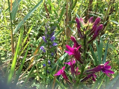 Lobelia × speciosa