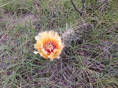 Opuntia polyacantha polyacantha