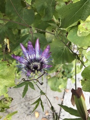 Passiflora amethystina × caerulea