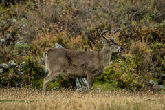 Odocoileus virginianus ustus