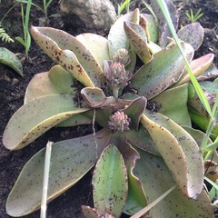Thompsonella minutiflora