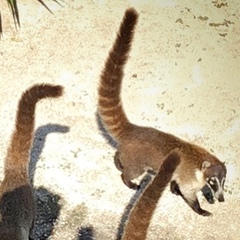 Nasua narica yucatanica