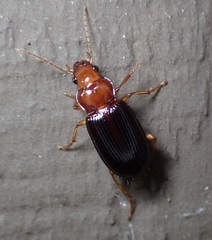 Trichotichnus vulpeculus