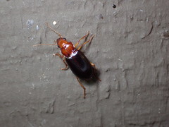 Trichotichnus vulpeculus