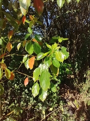 Cinnamomum glanduliferum