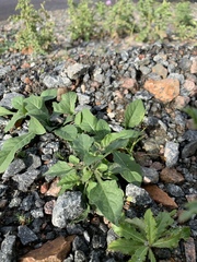 Solanum nigrum