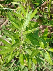 Baccharis punctulata