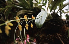 Stelis immersa