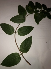 Maytenus boaria
