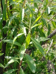 Baccharis punctulata