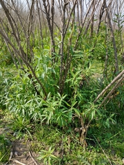 Baccharis punctulata