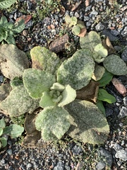Verbascum thapsus