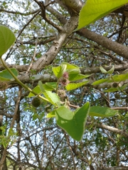 Broussonetia papyrifera