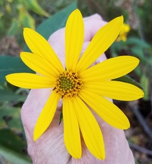 Helianthus divaricatus