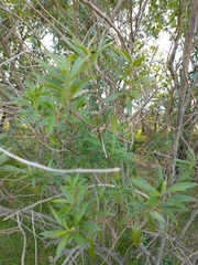 Baccharis punctulata
