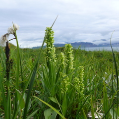 Platanthera hyperborea