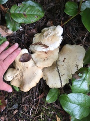Leucopaxillus paradoxus