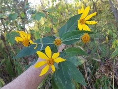 Helianthus divaricatus