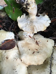 Leucopaxillus paradoxus