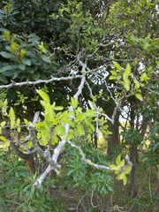 Celtis tala