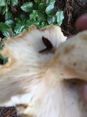 Leucopaxillus paradoxus