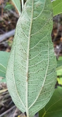 Helianthus divaricatus