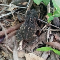 Incilius porteri