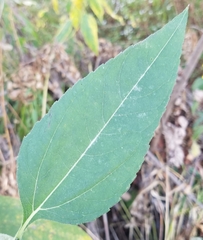 Helianthus divaricatus