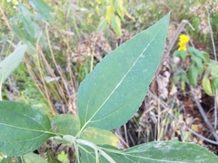 Helianthus divaricatus