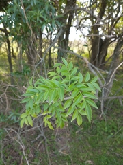 Sambucus australis