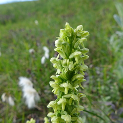 Platanthera hyperborea
