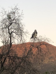Geranoaetus melanoleucus australis