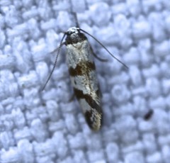 Isomoralla gephyrota