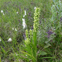 Platanthera hyperborea