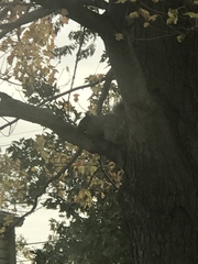 Sciurus carolinensis