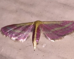 Leptostales laevitaria
