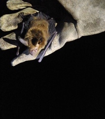 Bauerus dubiaquercus